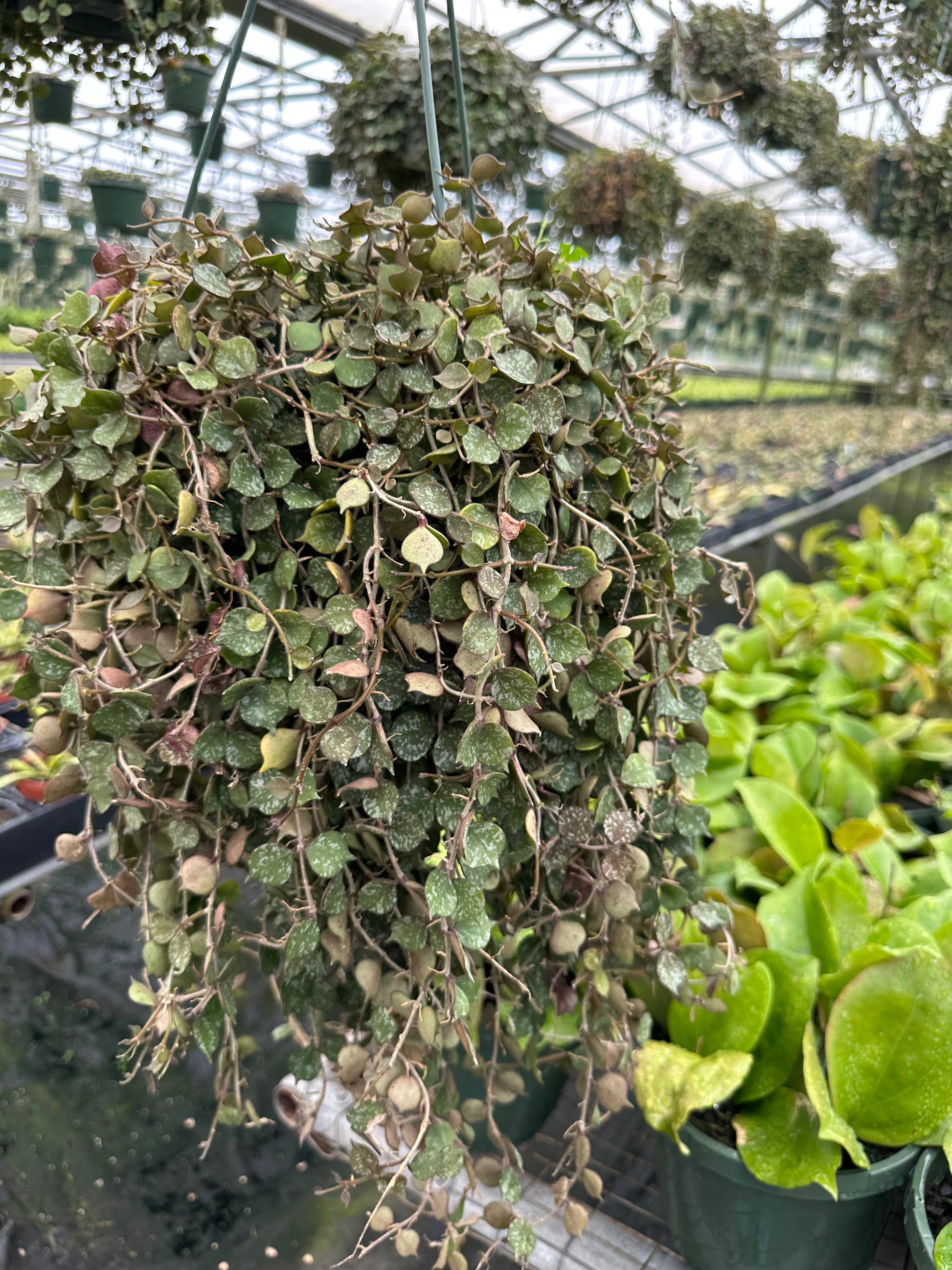 8” Hoya Curtisii XL - PlantlyAddicted