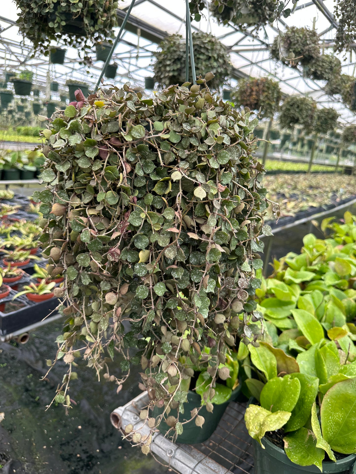 8” Hoya Curtisii XL - PlantlyAddicted