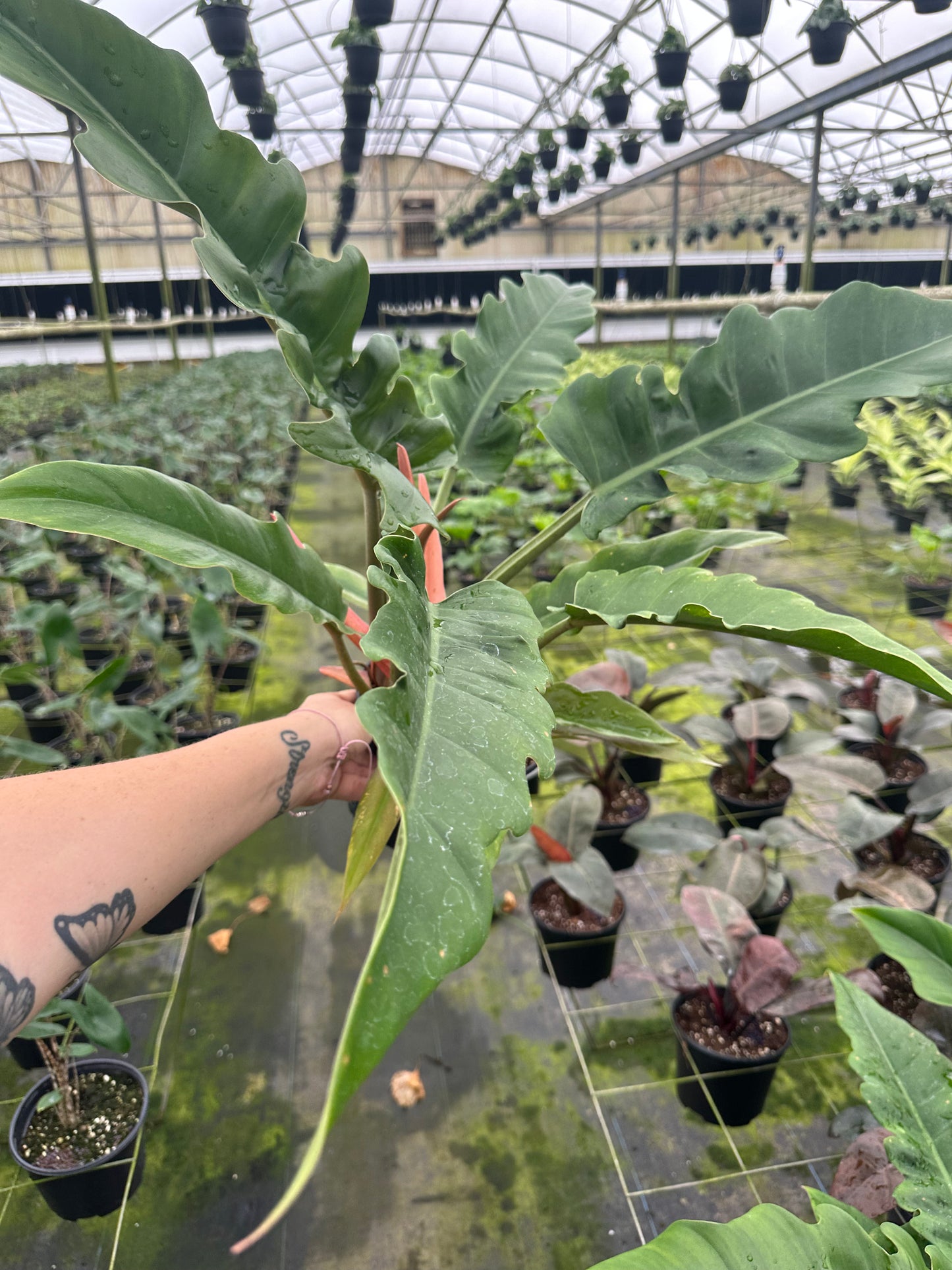 6” Jungle Boogie Philodendron - PlantlyAddicted