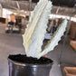 6” Euphorbia lactea 'White Ghost' - PlantlyAddicted