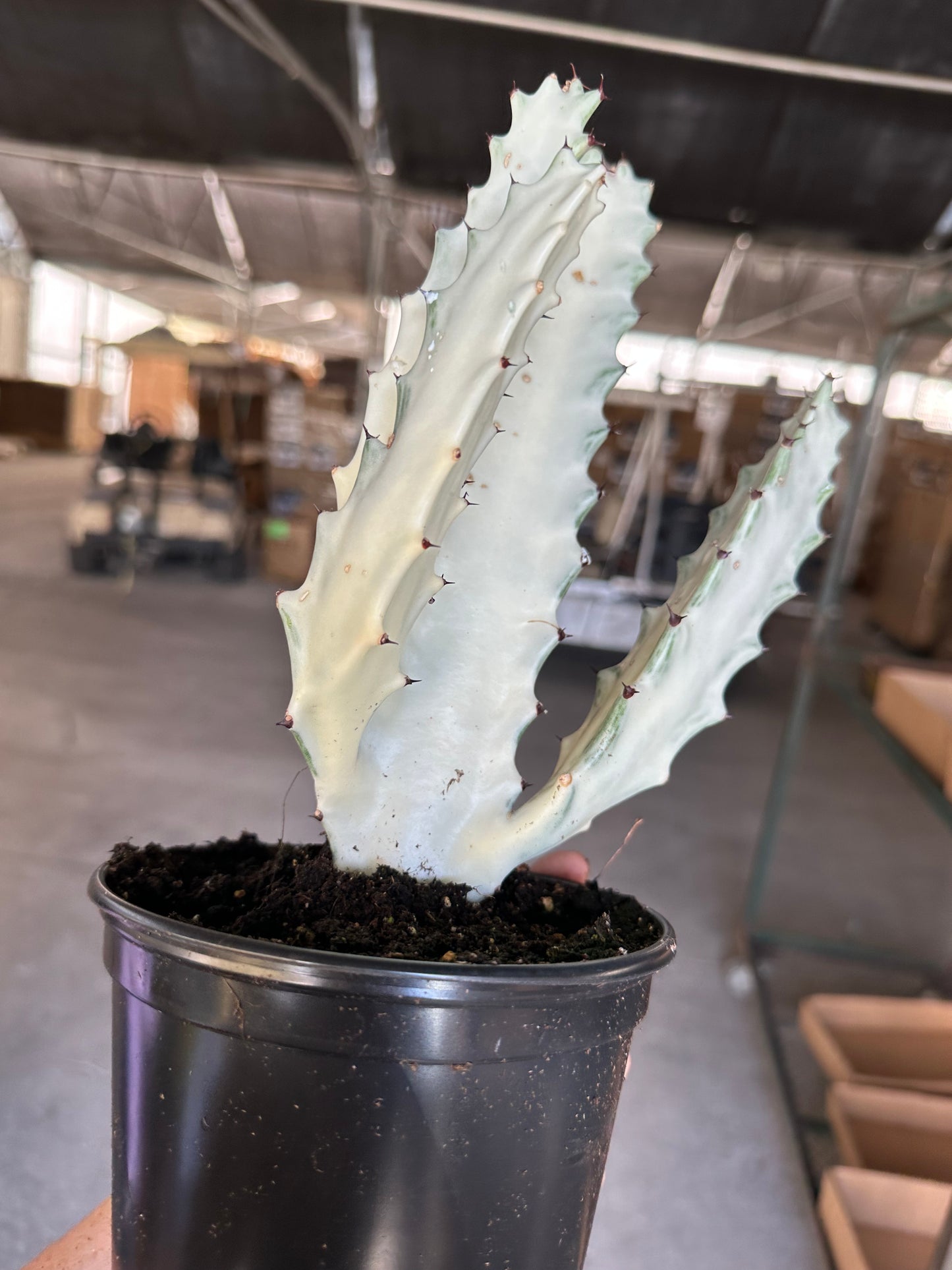 6” Euphorbia lactea 'White Ghost' - PlantlyAddicted