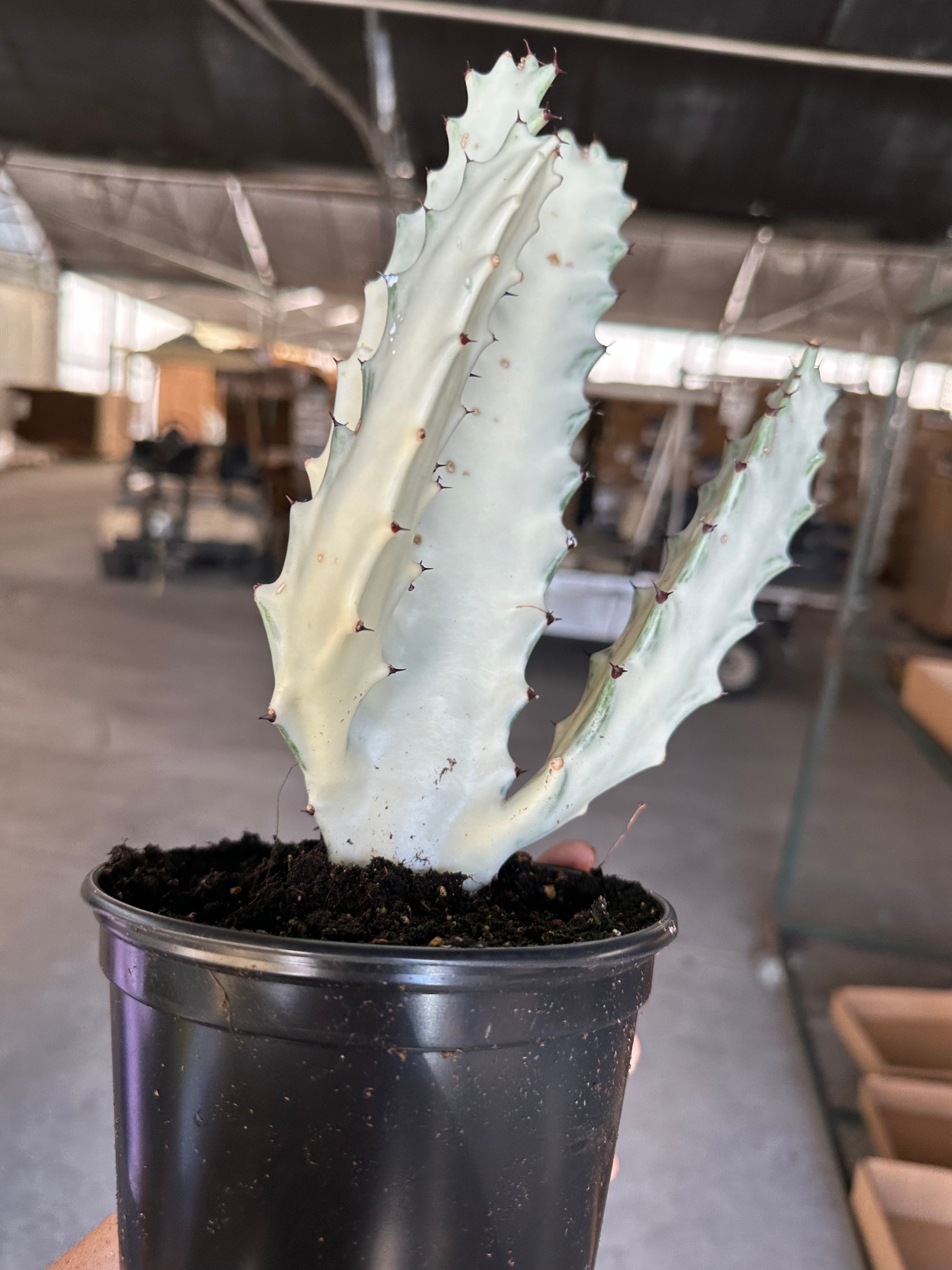 6” Euphorbia lactea 'White Ghost' - PlantlyAddicted