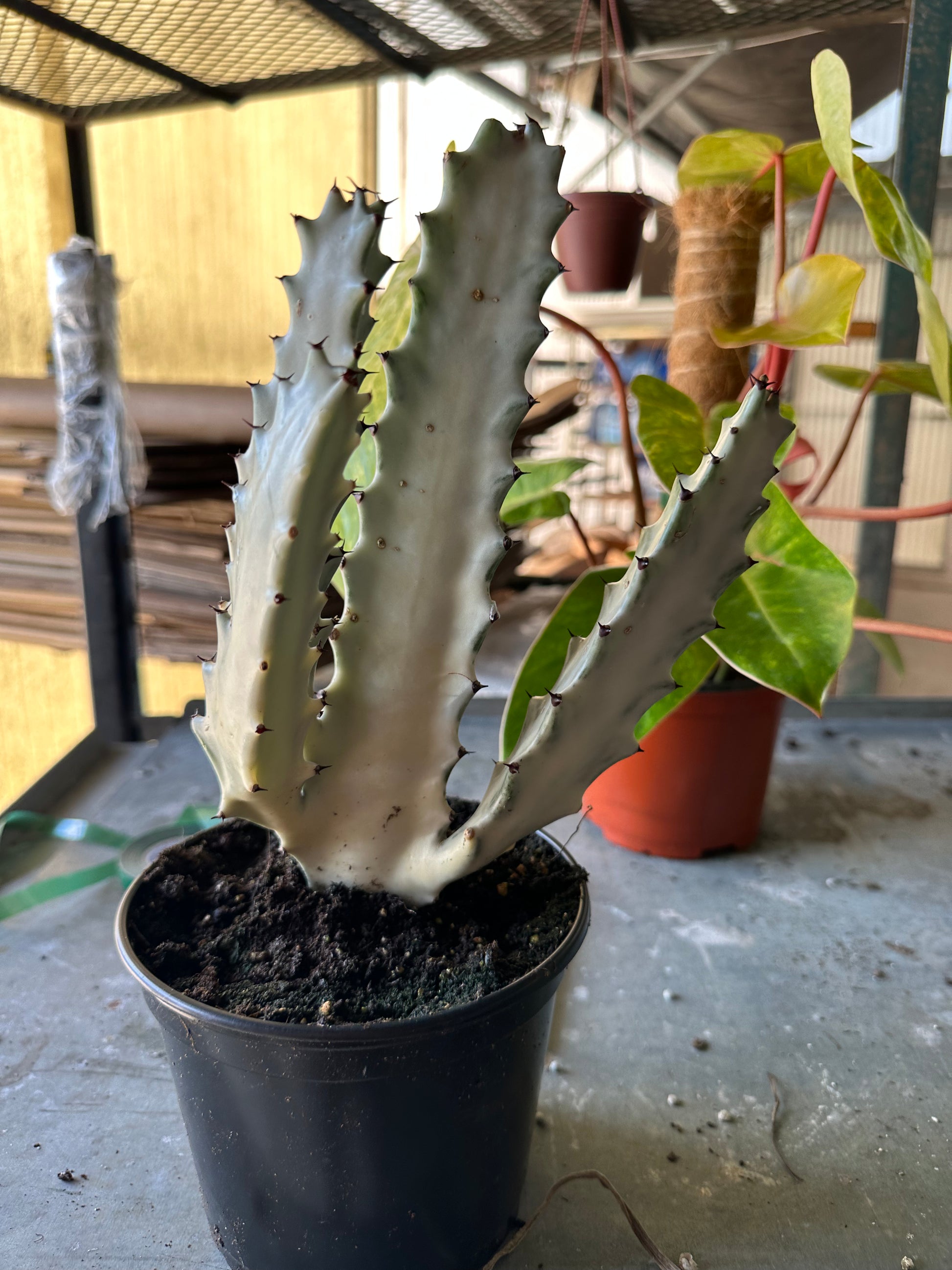 6” Euphorbia lactea 'White Ghost' - PlantlyAddicted