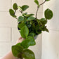 6” Hoya Chelsea - PlantlyAddicted