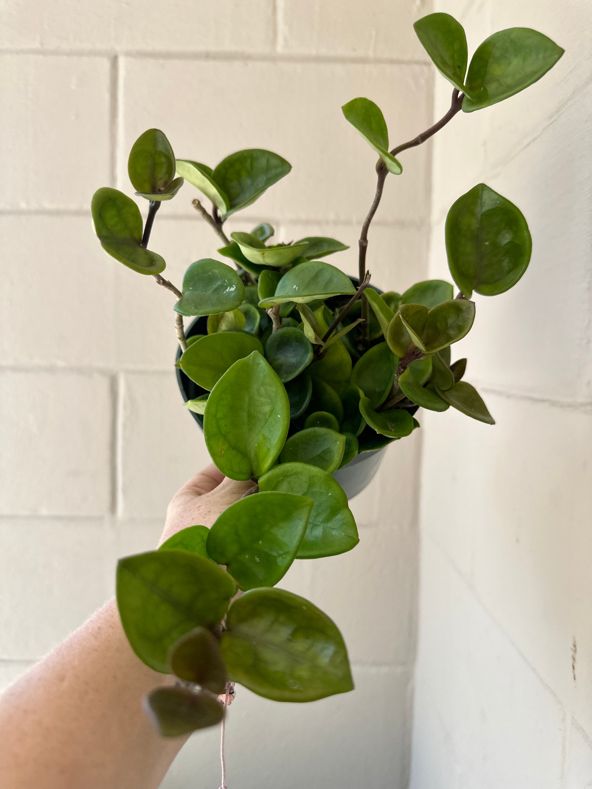 6” Hoya Chelsea - PlantlyAddicted