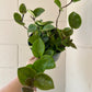 6” Hoya Chelsea - PlantlyAddicted