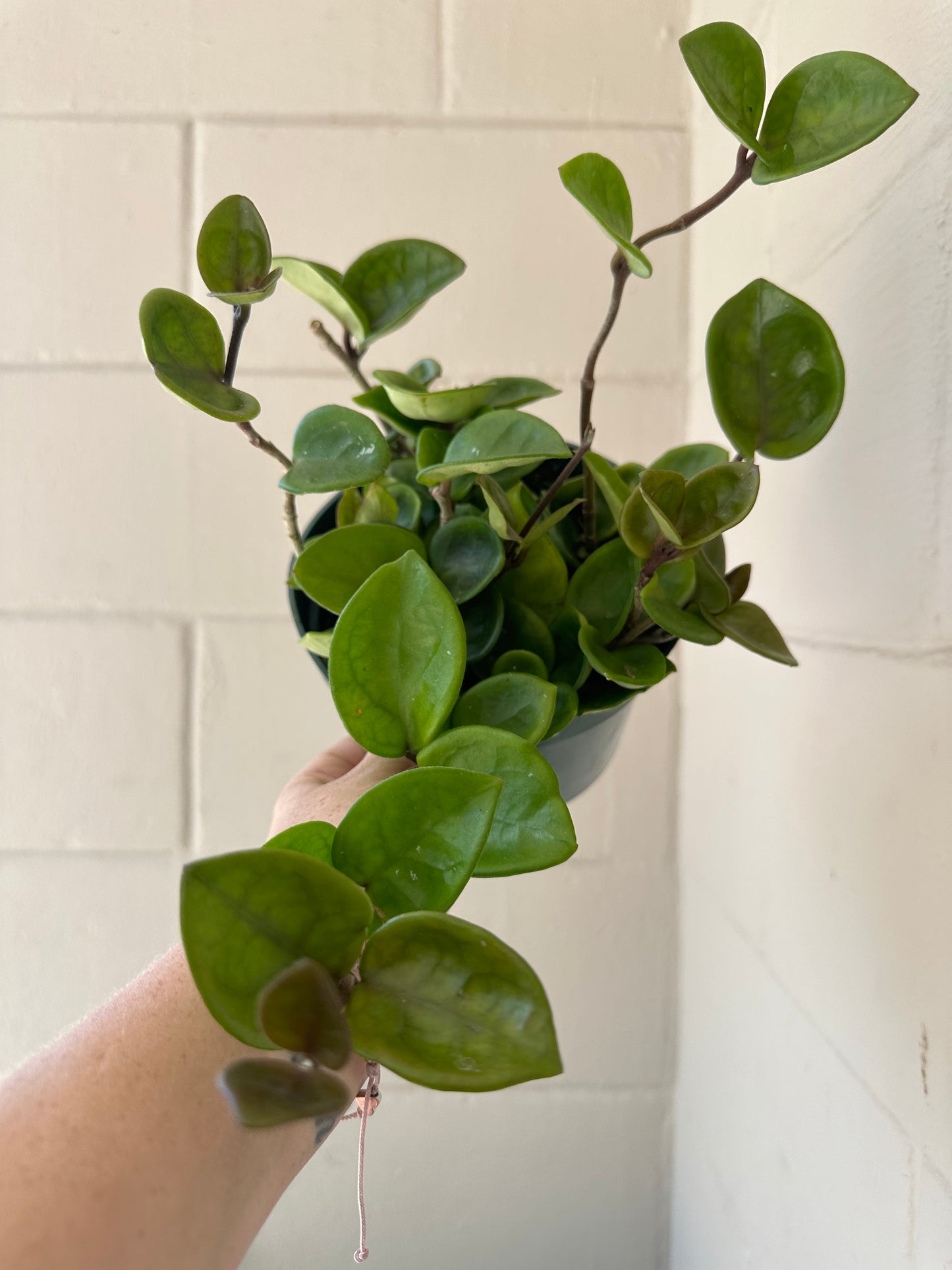 6” Hoya Chelsea - PlantlyAddicted