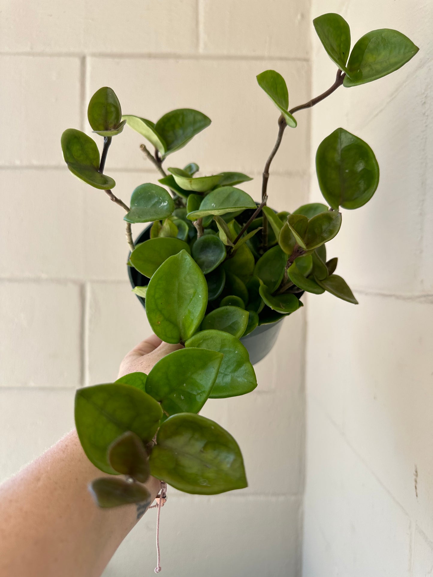 6” Hoya Chelsea - PlantlyAddicted