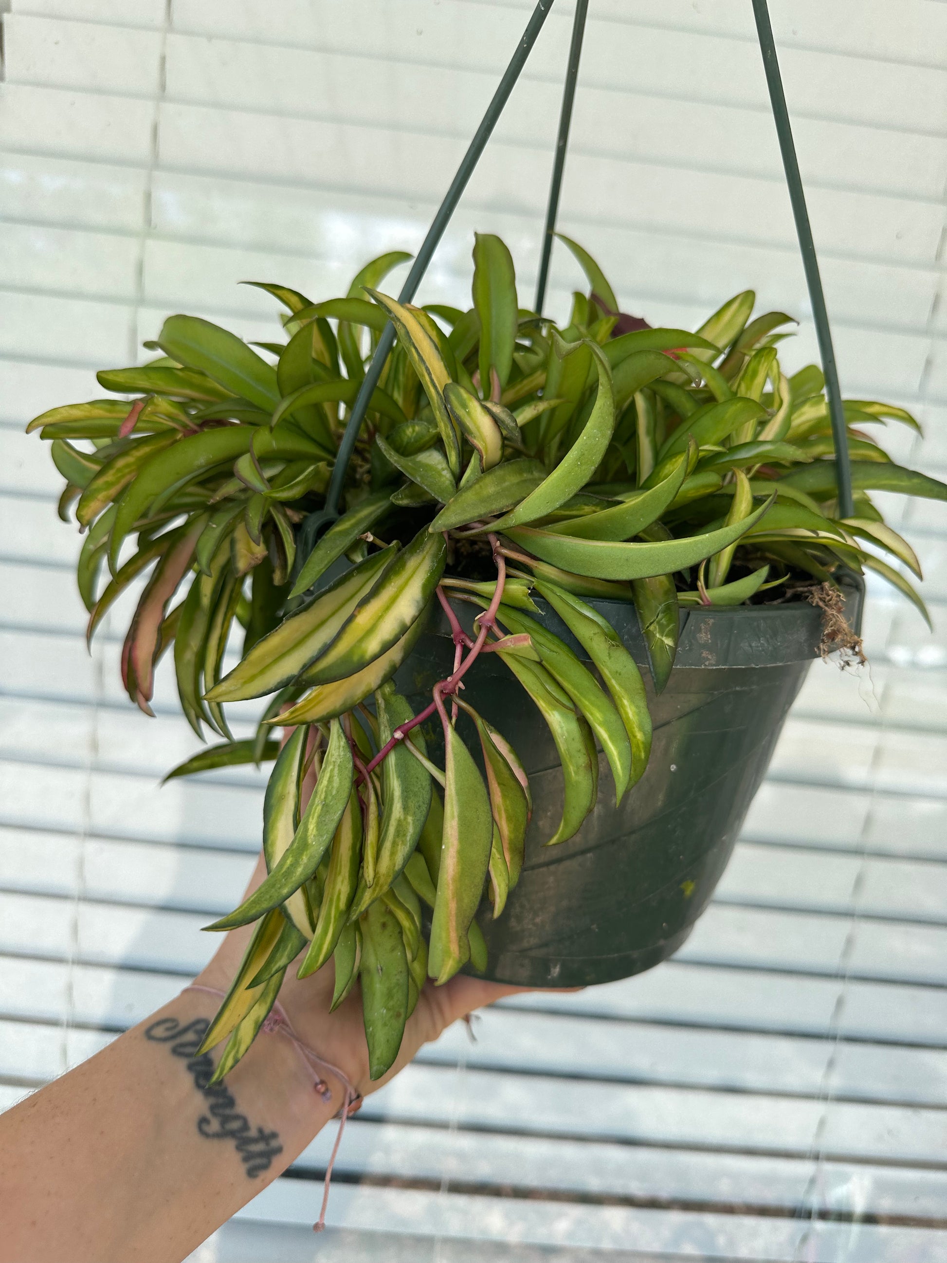 8” Hoya Wayetti Variegated - PlantlyAddicted