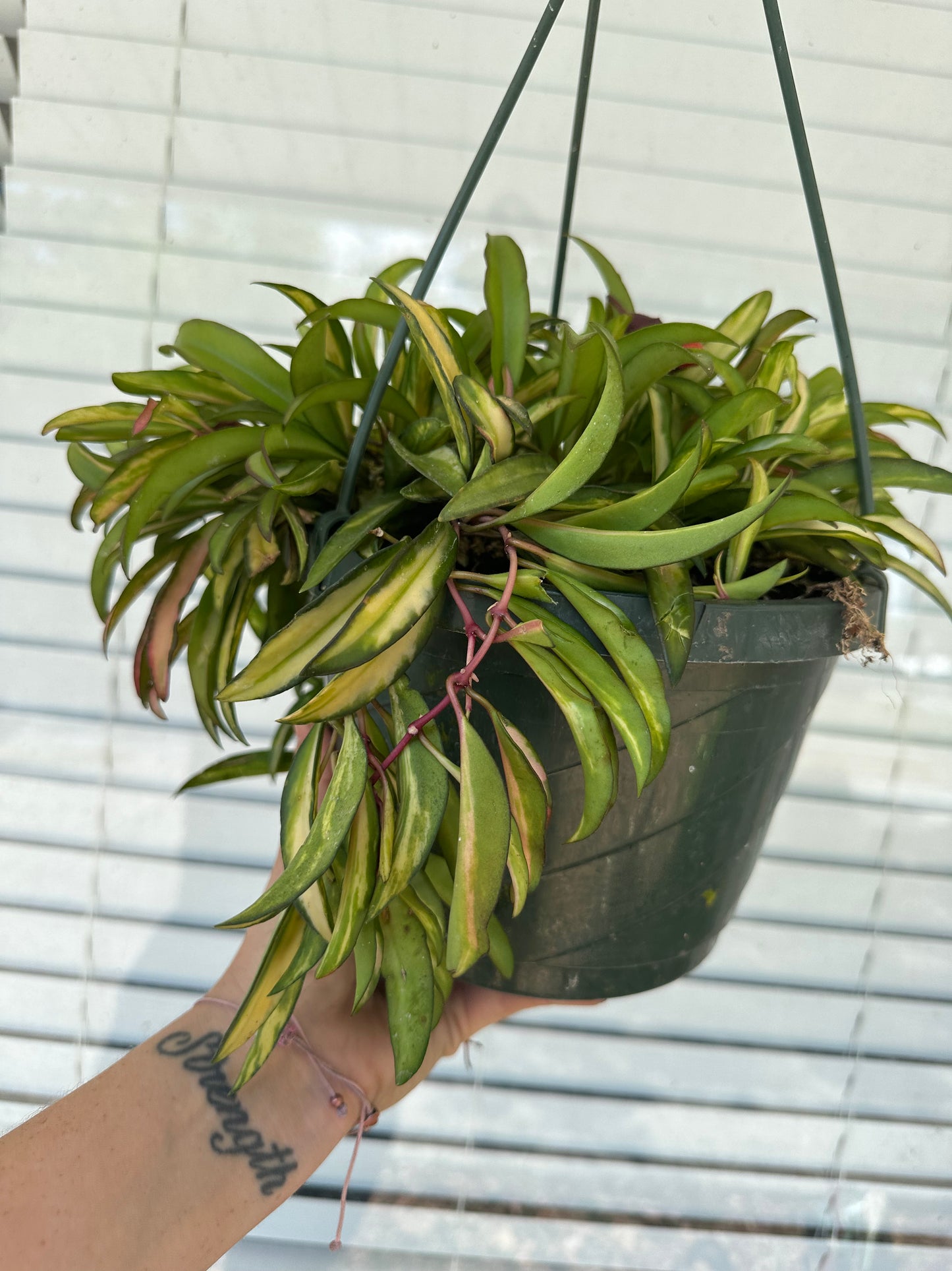 8” Hoya Wayetti Variegated - PlantlyAddicted