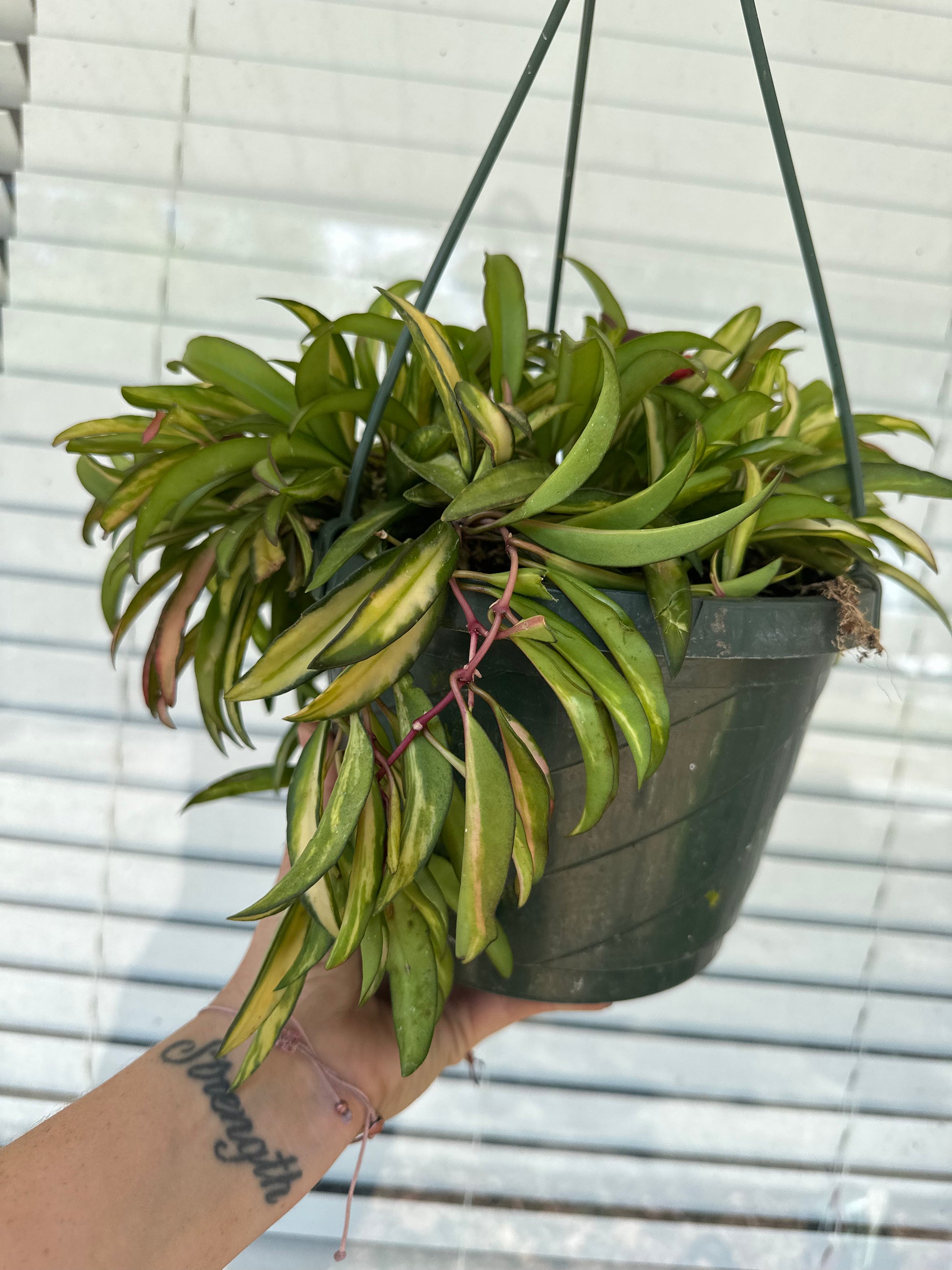 8” Hoya Wayetti Variegated - PlantlyAddicted