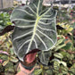 6” Morocco Alocasia, pink stem - PlantlyAddicted