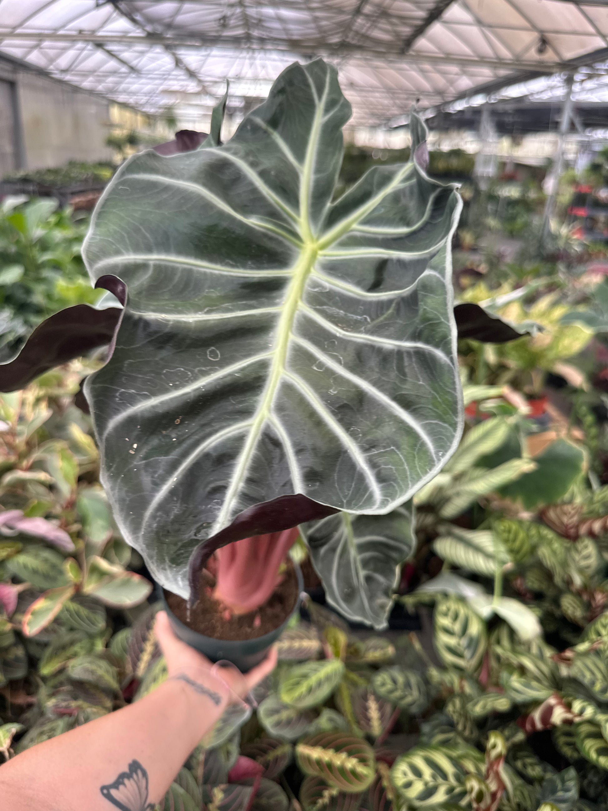 6” Morocco Alocasia, pink stem - PlantlyAddicted