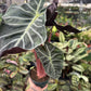 6” Morocco Alocasia, pink stem - PlantlyAddicted