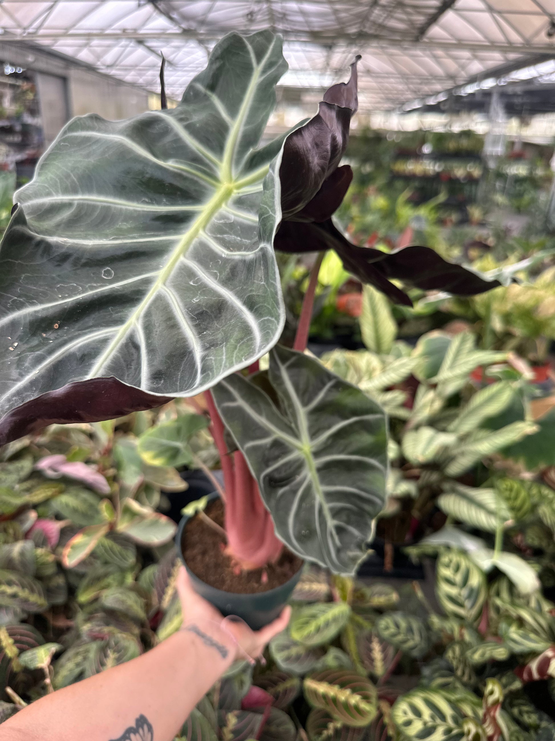 6” Morocco Alocasia, pink stem - PlantlyAddicted