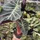 6” Morocco Alocasia, pink stem - PlantlyAddicted