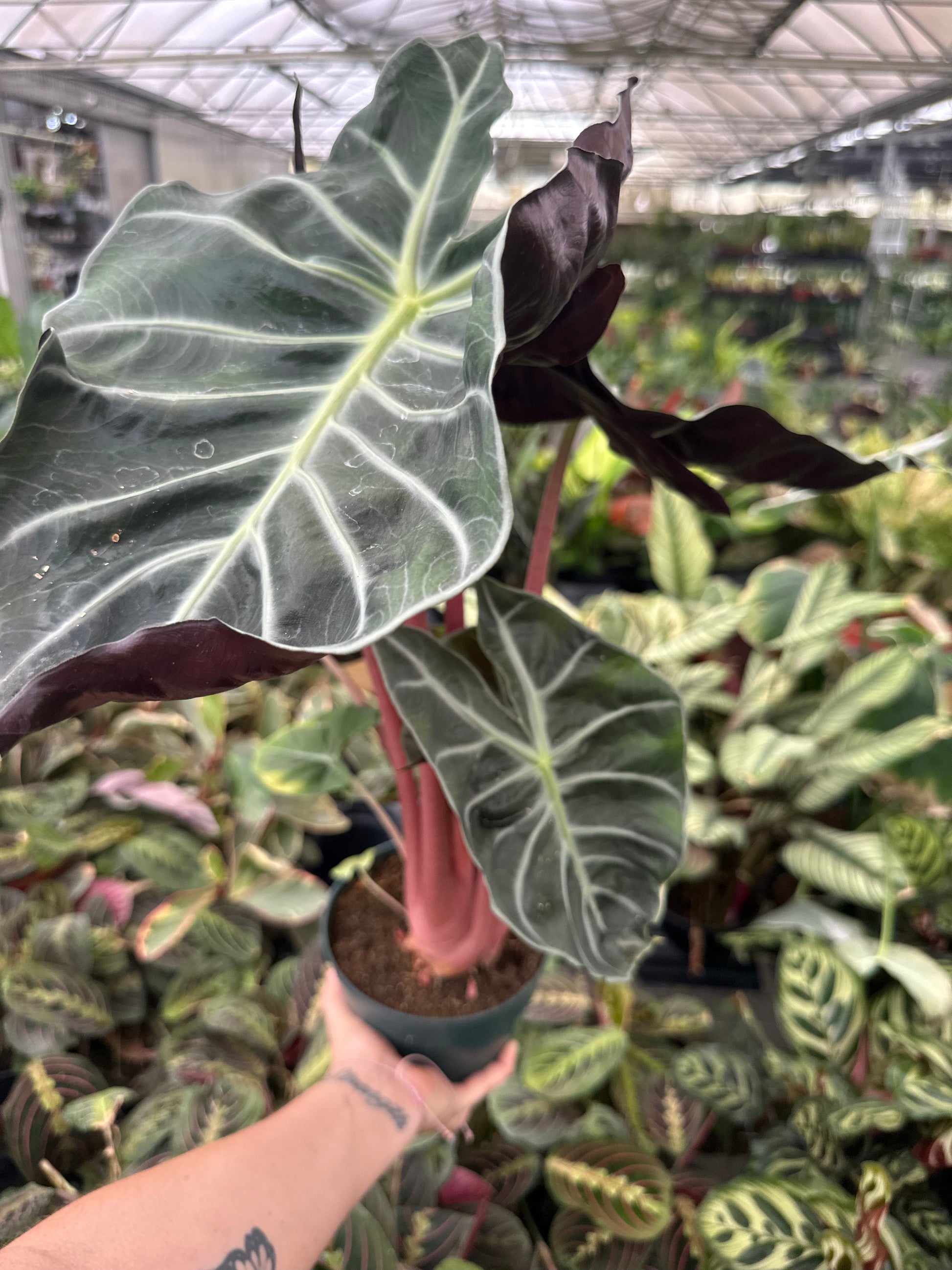 6” Morocco Alocasia, pink stem | PlantlyAddicted