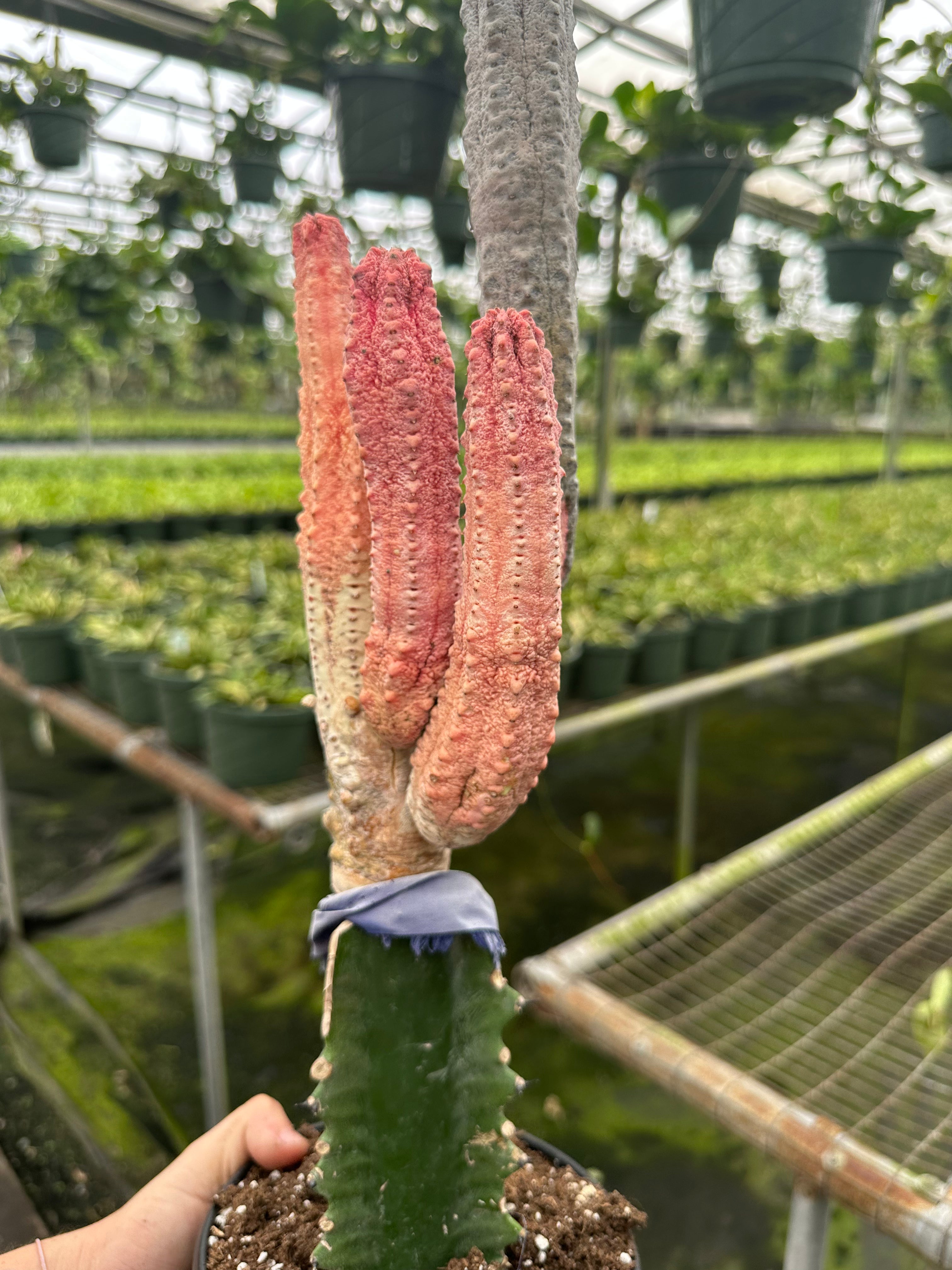 6” RARE cactus pickle pink | PlantlyAddicted