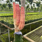 6” RARE cactus pickle pink - PlantlyAddicted