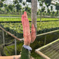 6” RARE cactus pickle pink - PlantlyAddicted