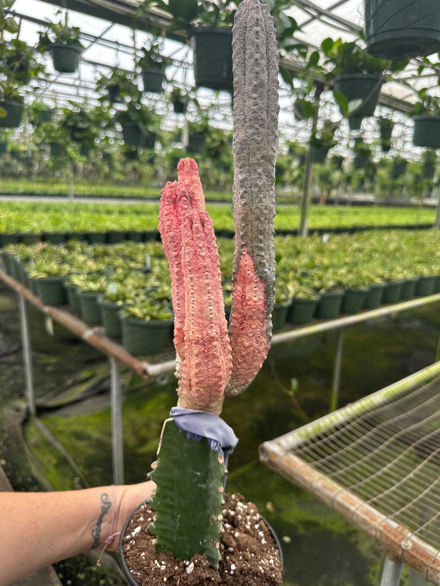 6” RARE cactus pickle pink | PlantlyAddicted