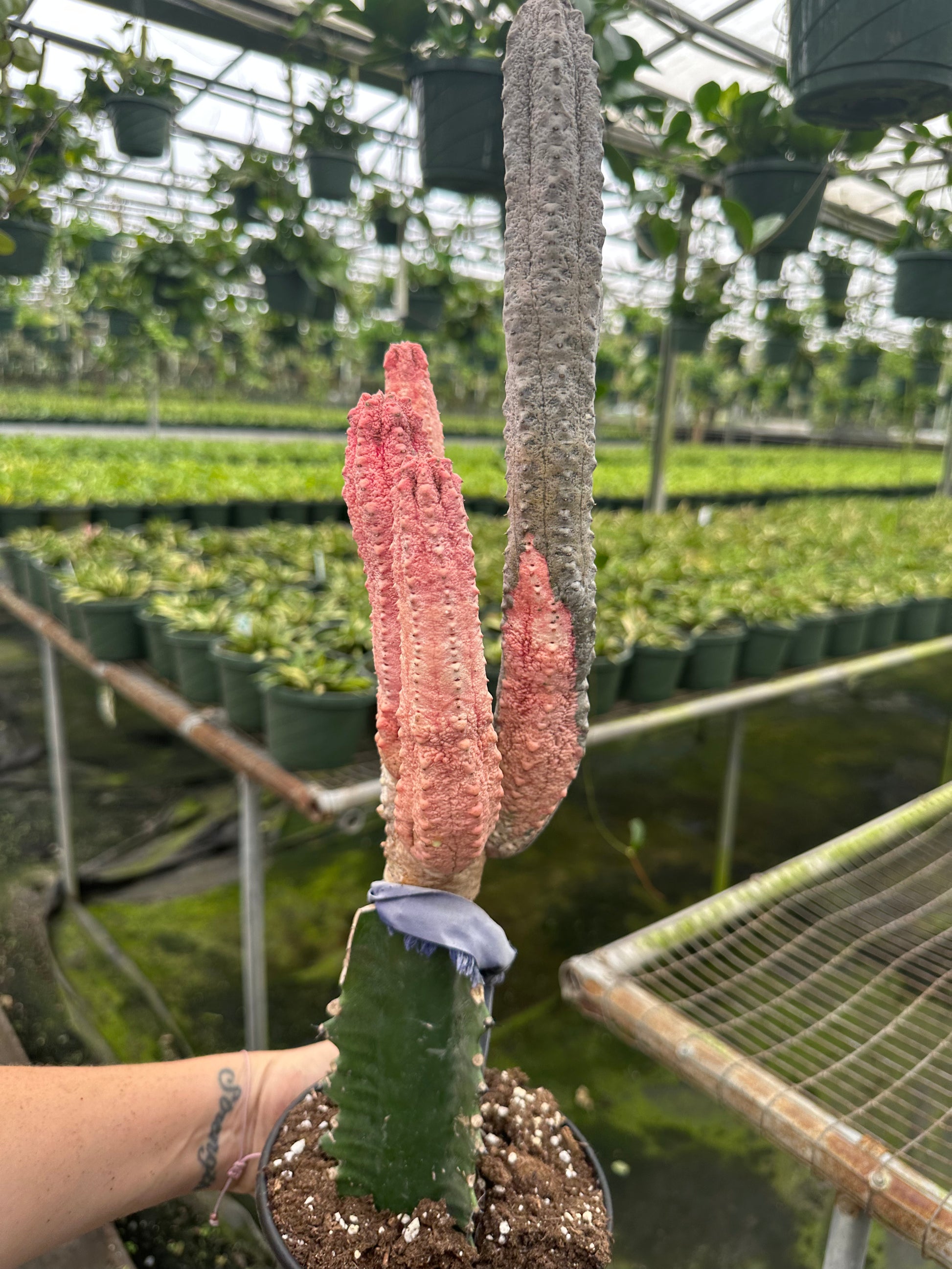 6” RARE cactus pickle pink - PlantlyAddicted