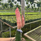 6” RARE cactus pickle pink - PlantlyAddicted