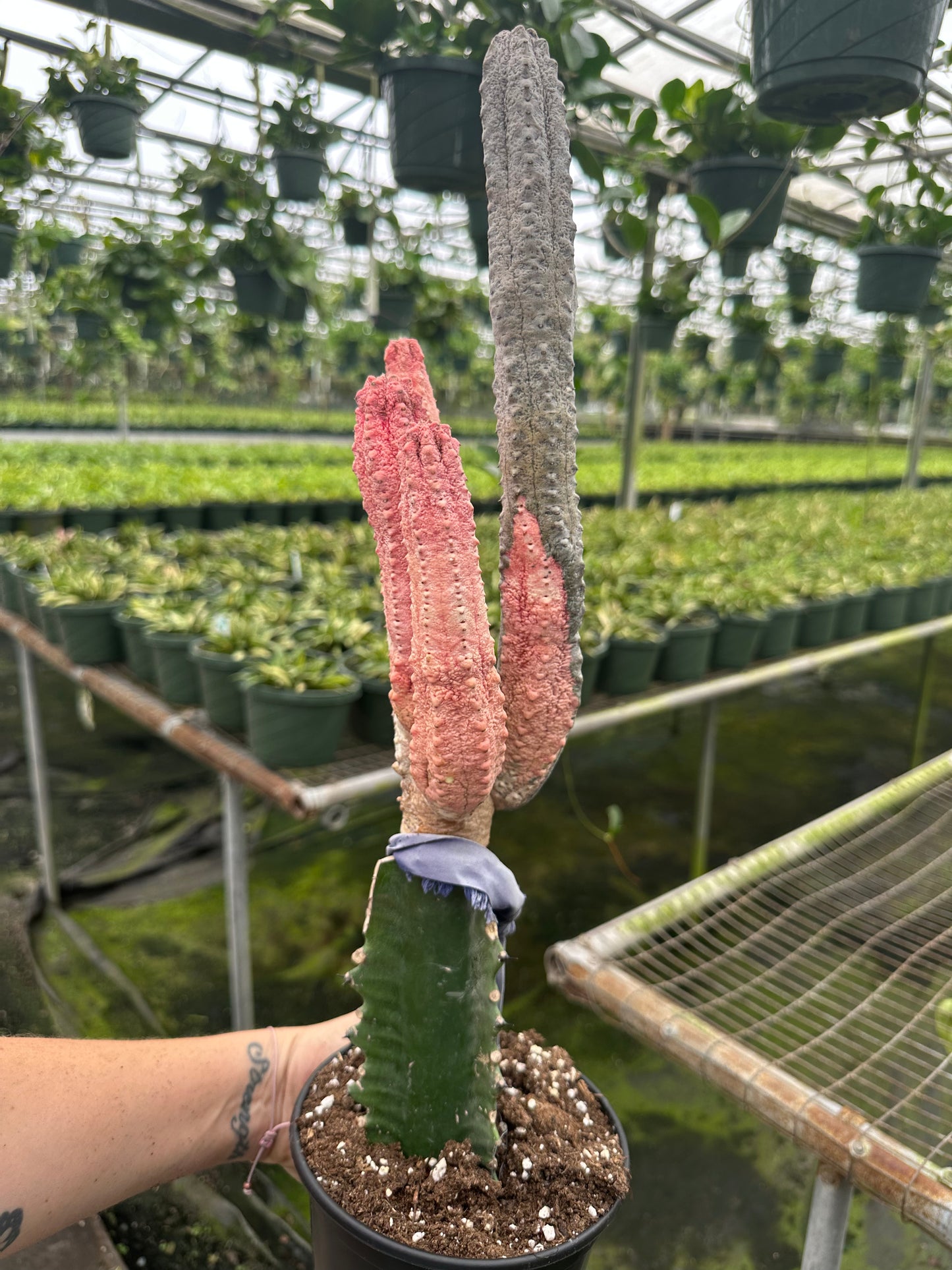 6” RARE cactus pickle pink | PlantlyAddicted