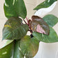 4” Red Anderson Philodendron - PlantlyAddicted