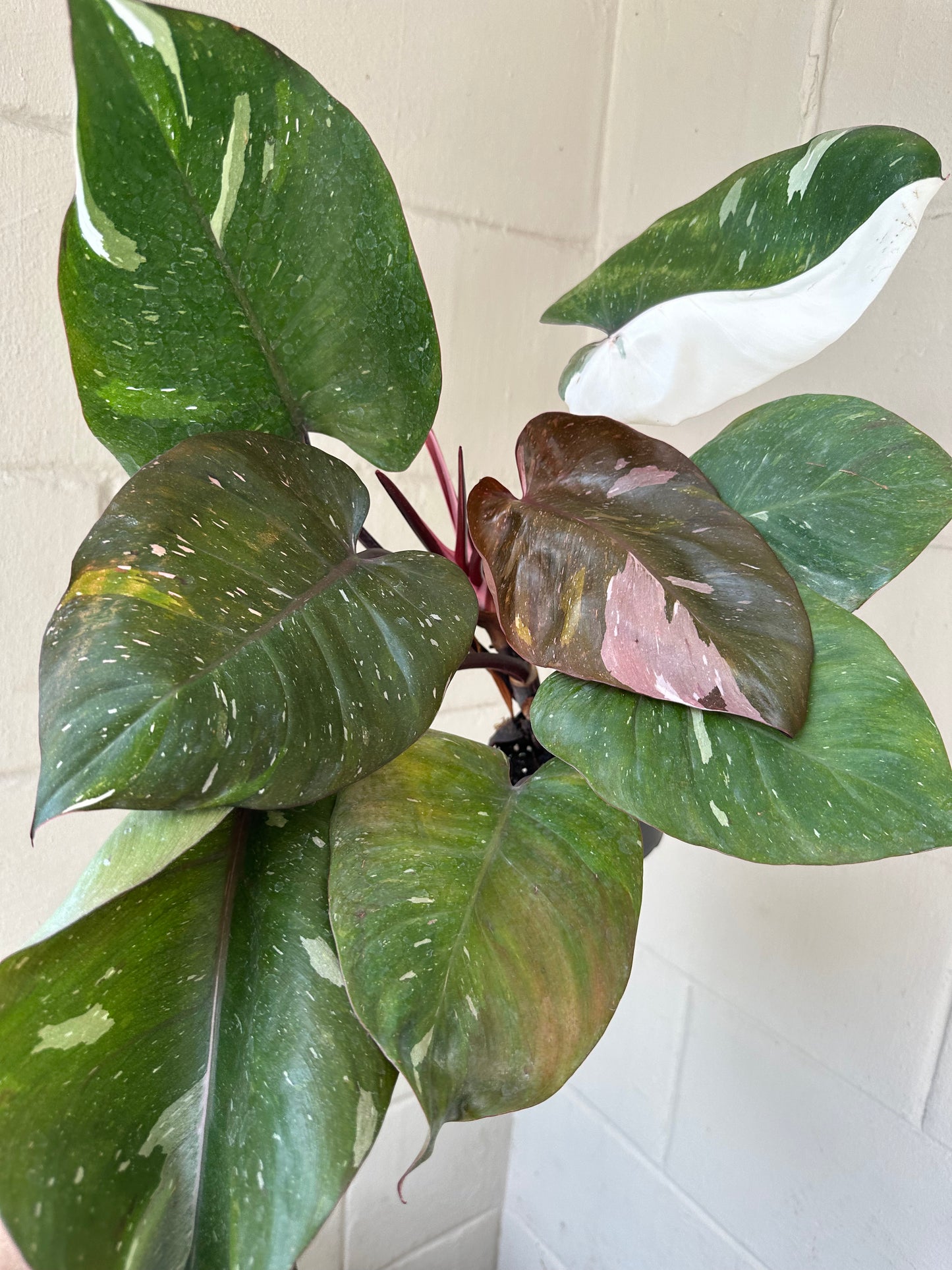 4” Red Anderson Philodendron - PlantlyAddicted