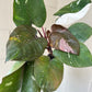 4” Red Anderson Philodendron - PlantlyAddicted