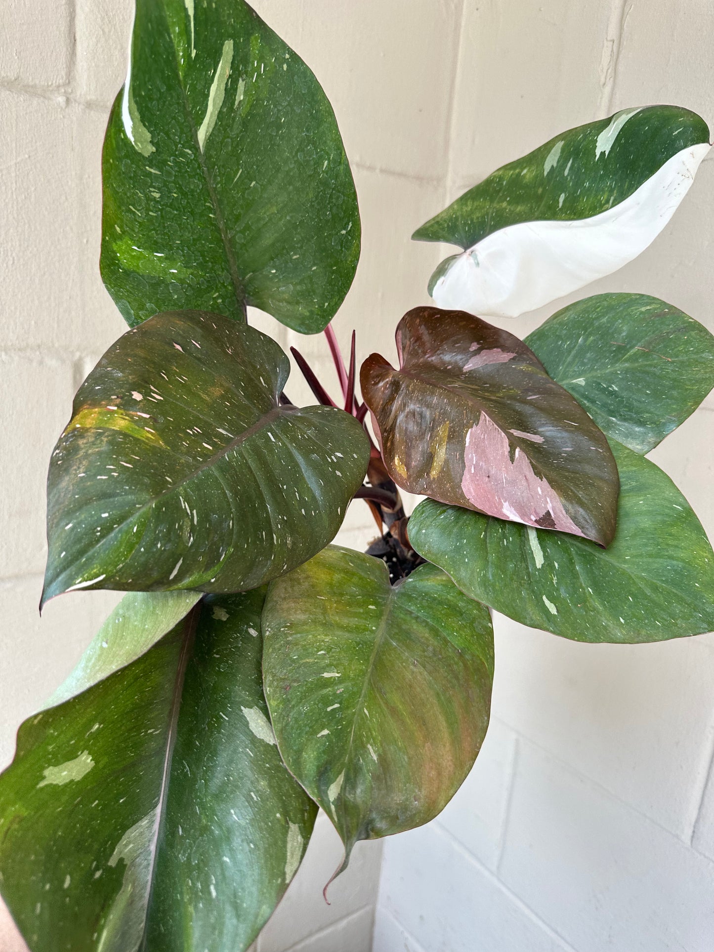 4” Red Anderson Philodendron - PlantlyAddicted