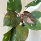 4” Red Anderson Philodendron - PlantlyAddicted