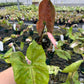 Syngonium Strawberry Ice- Plantlyaddicted