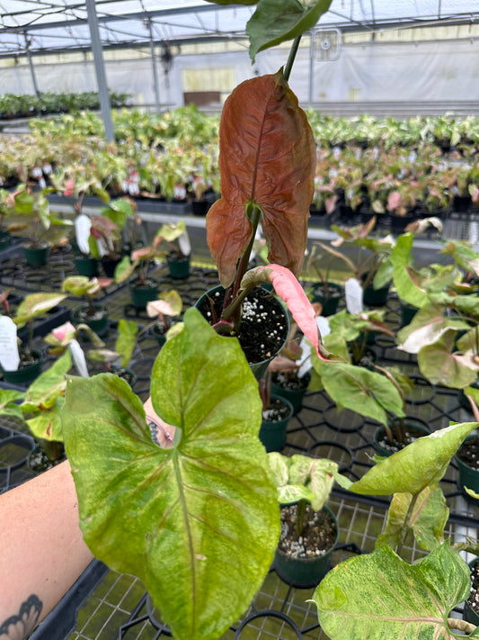 Syngonium Strawberry Ice- Plantlyaddicted