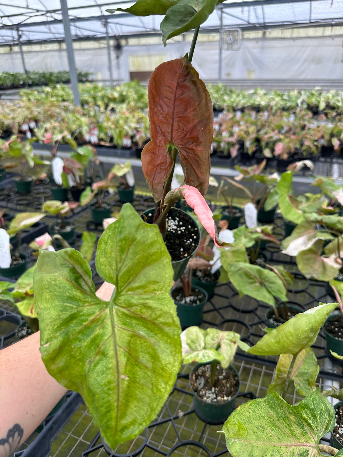 4” Syngonium Strawberry Ice - PlantlyAddicted