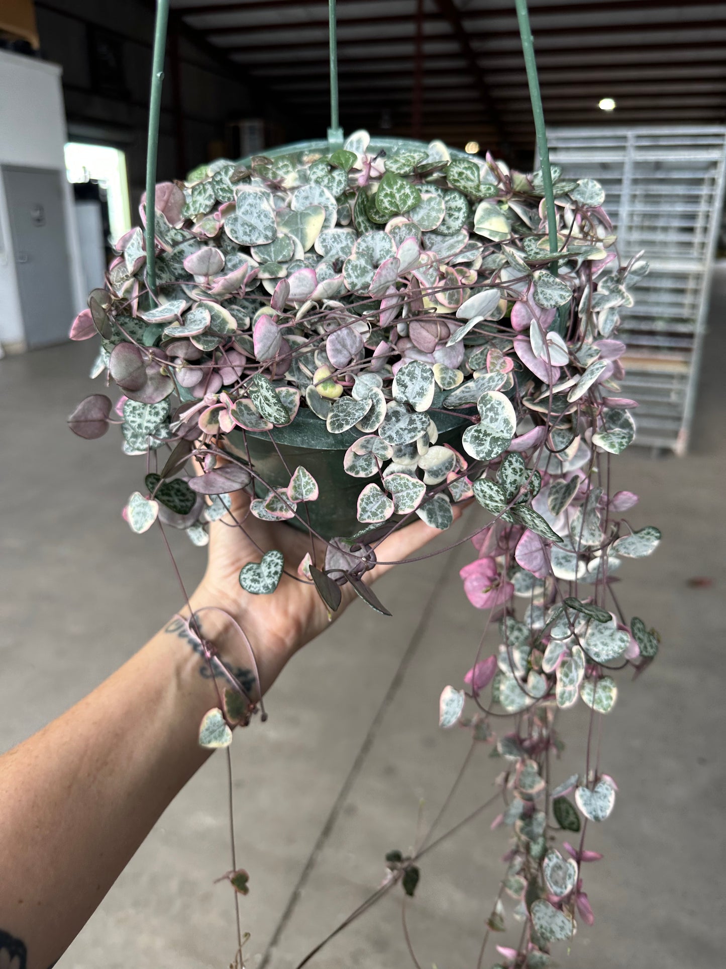 VSOH 8” HB string of hearts Variegted - PlantlyAddicted