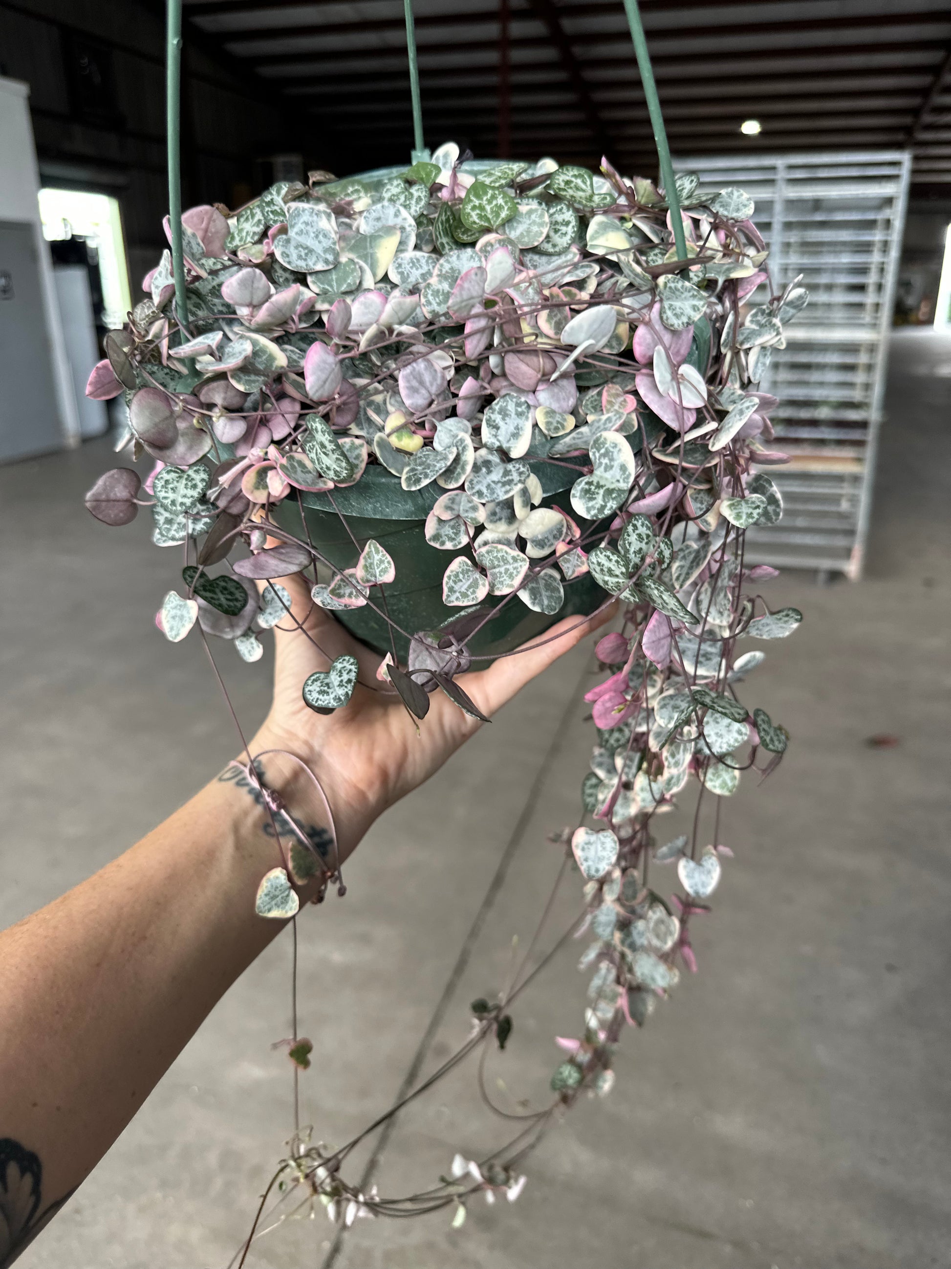 VSOH 8” HB string of hearts Variegted - PlantlyAddicted