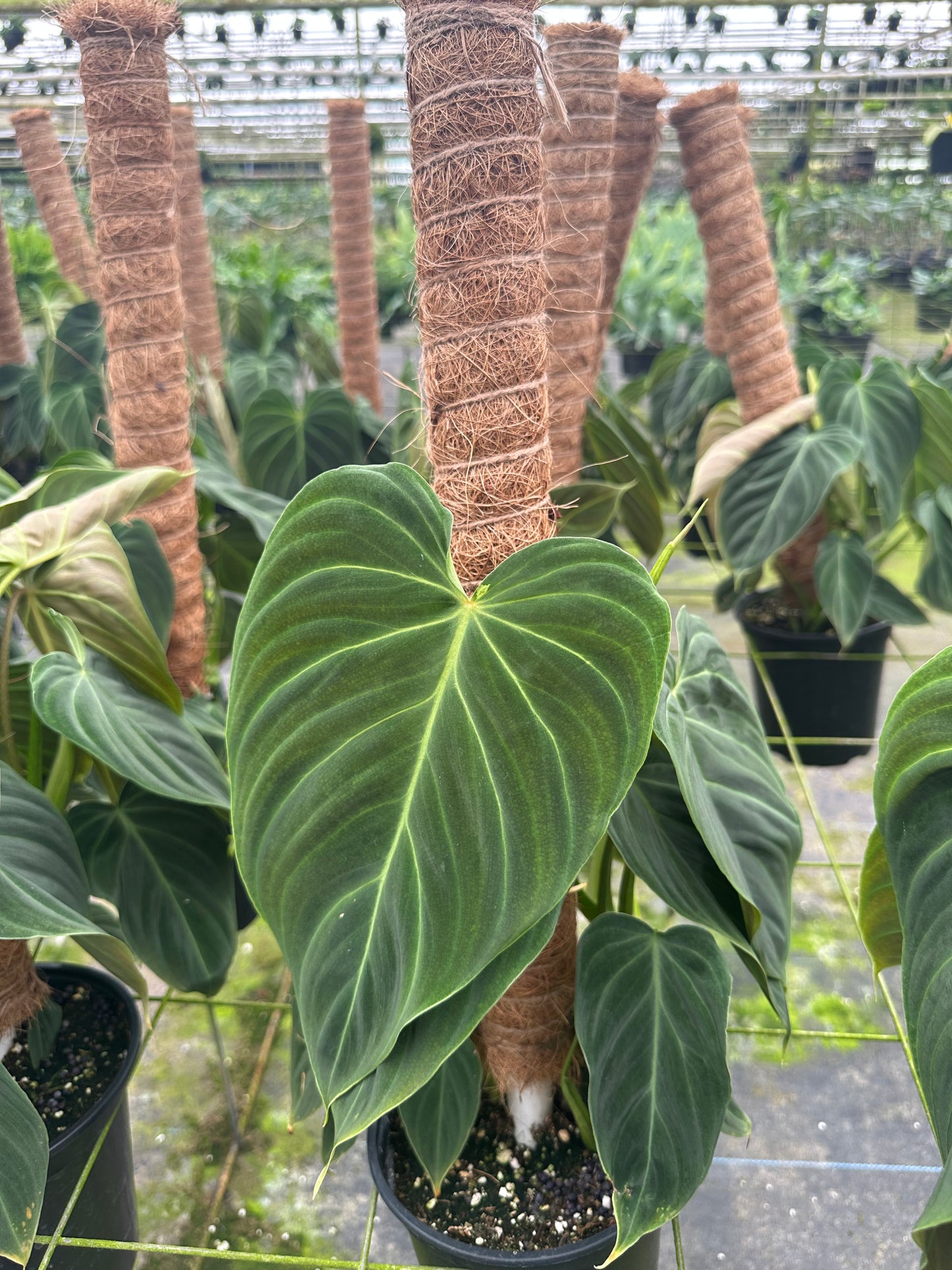 8” Philodendron Glorious - PlantlyAddicted