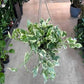 Pothos Pearls and Jade 8”