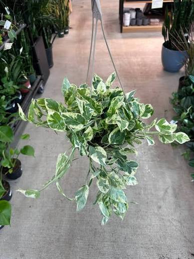 Pothos Pearls and Jade 8”