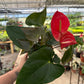 6” Anthurium - PlantlyAddicted