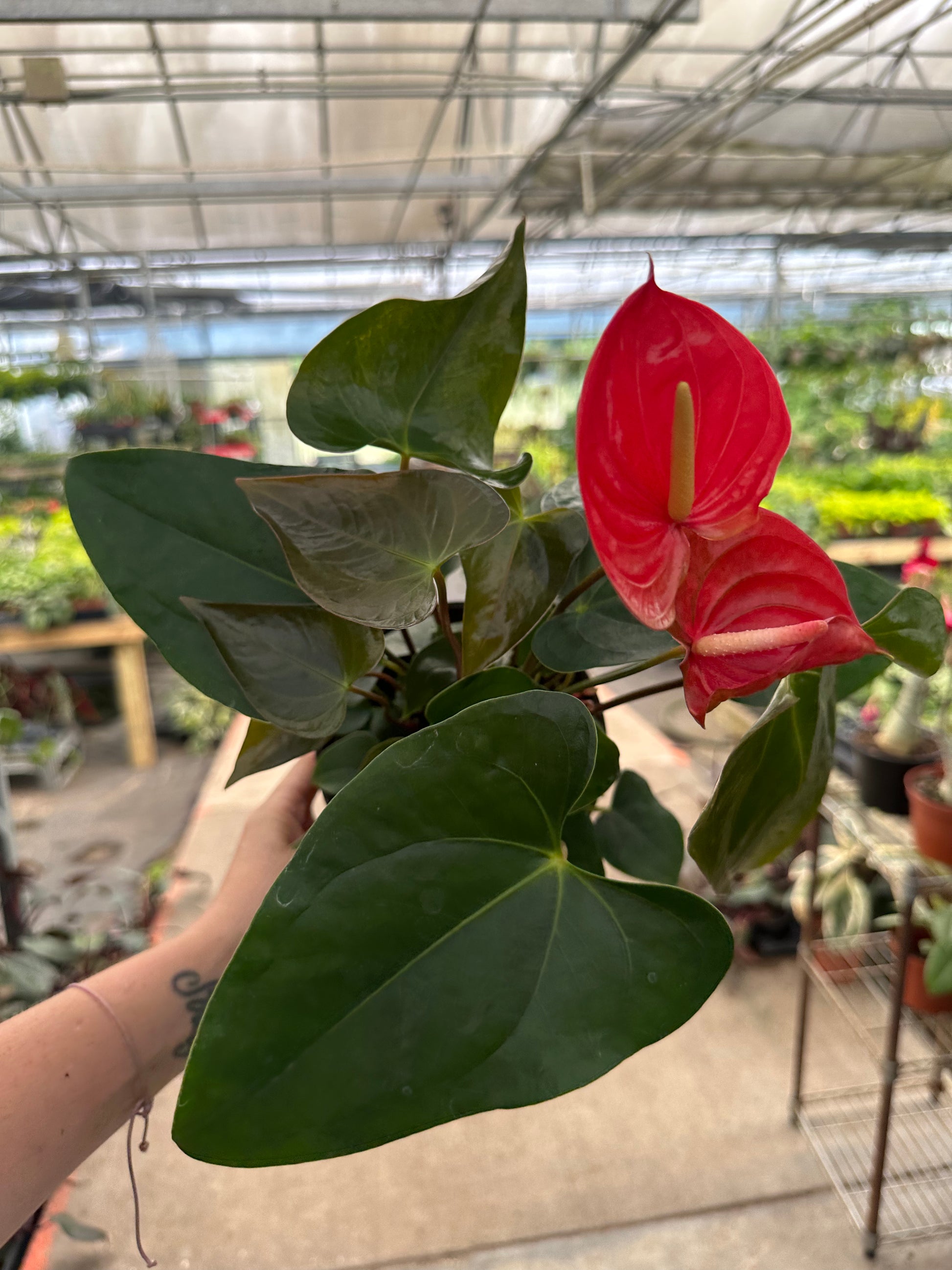 6” Anthurium - PlantlyAddicted