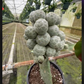 6” Snowball Cactus, rare - PlantlyAddicted