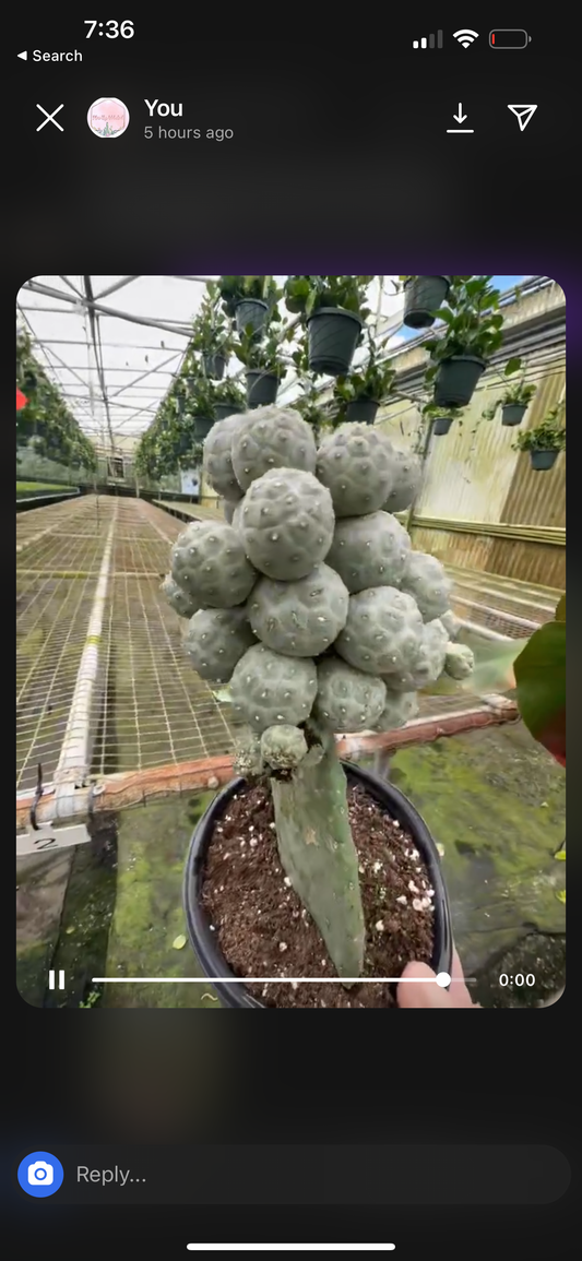 6” Snowball Cactus, rare - PlantlyAddicted