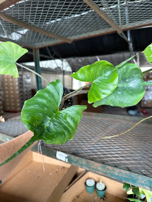 4” Alocasia Stingray - PlantlyAddicted