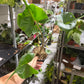 Alocasia Stingray 4”