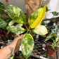 Philodendron Green Congo Nuclear 6”