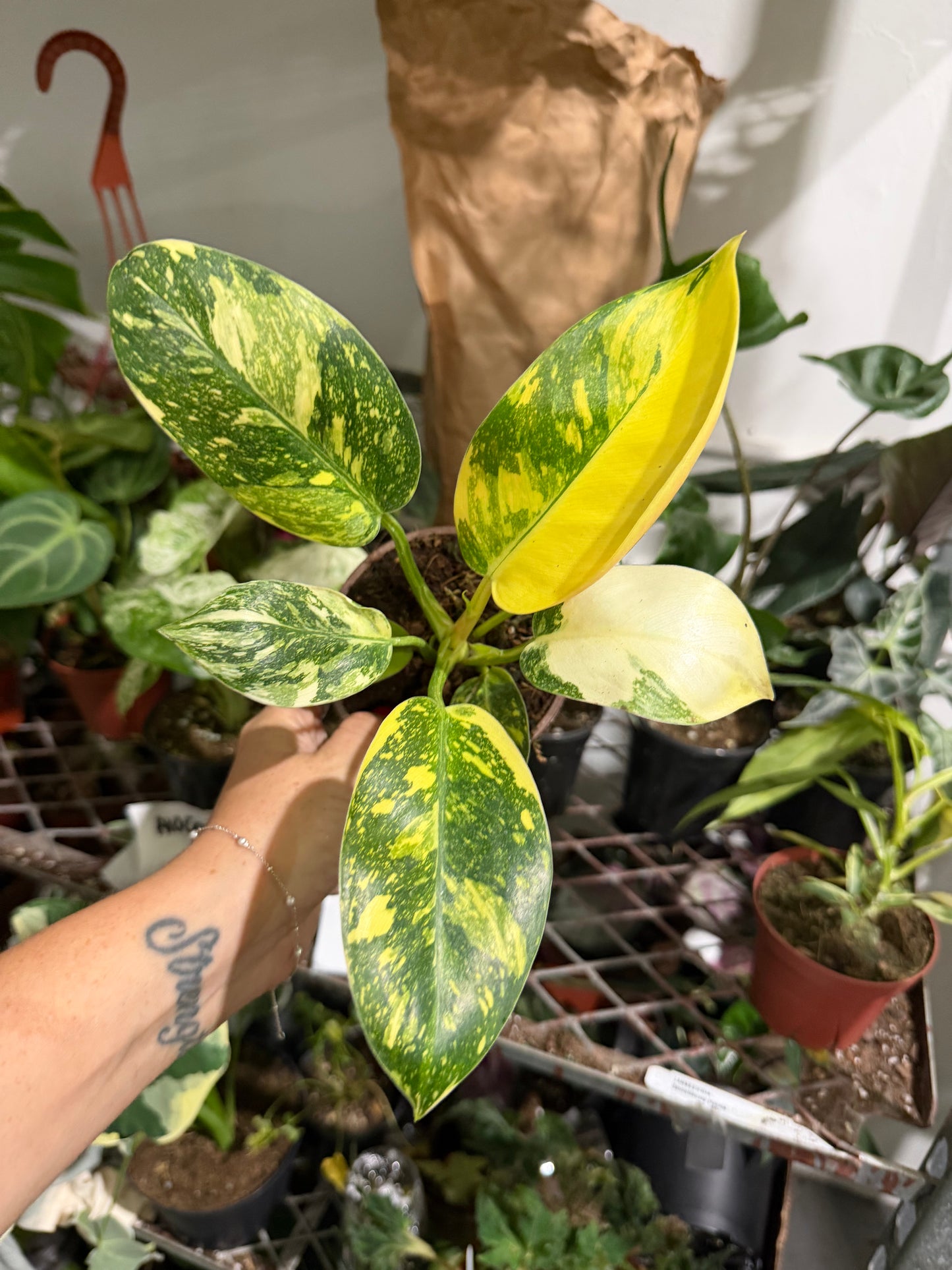 Philodendron Green Congo Nuclear 6”