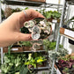 Variegated String of Hearts 2”